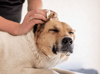 oreille chien